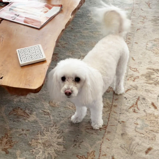 Scents You May Need To Avoid If You Have Pets